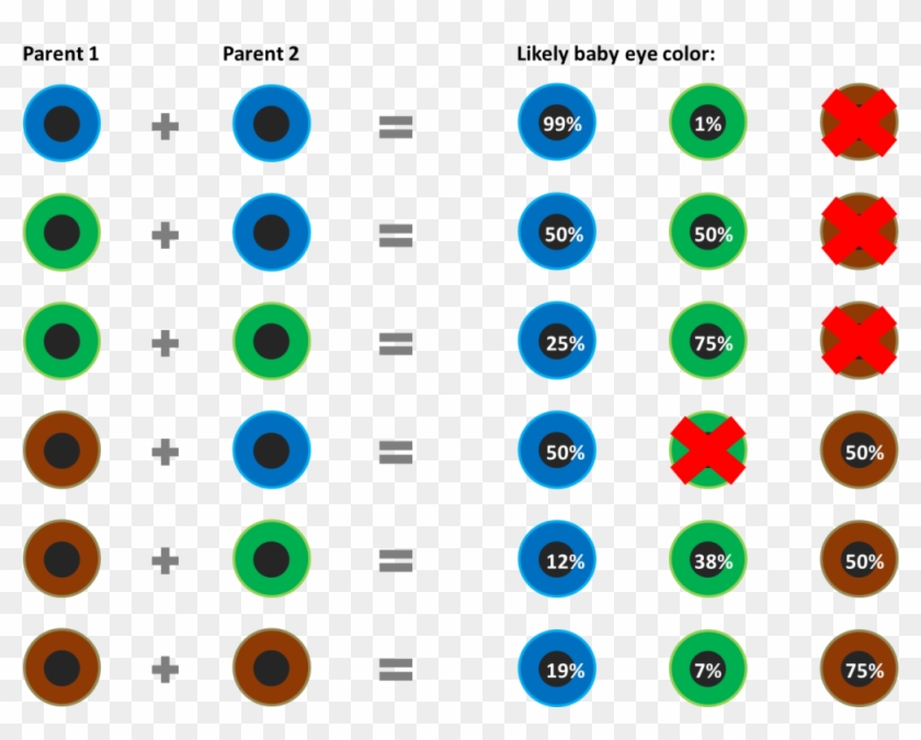baby eye color chart according to genetics what are baby eye color