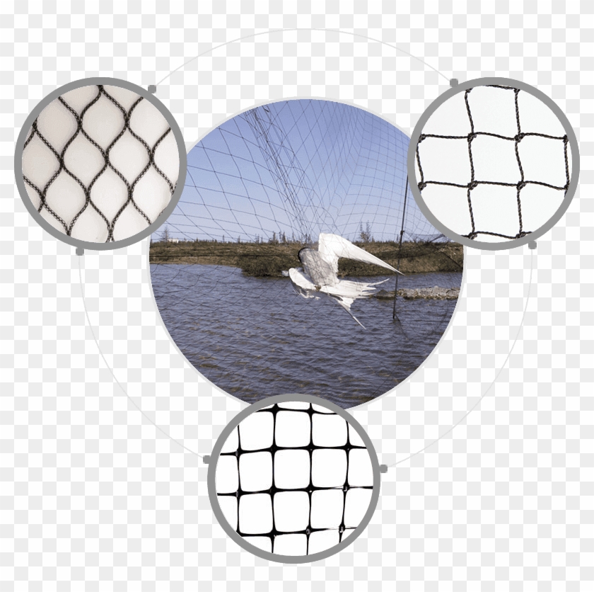 https://www.pngfind.com/pngs/m/602-6027354_lake-bird-netting-fishing-net-hd-png-download.png