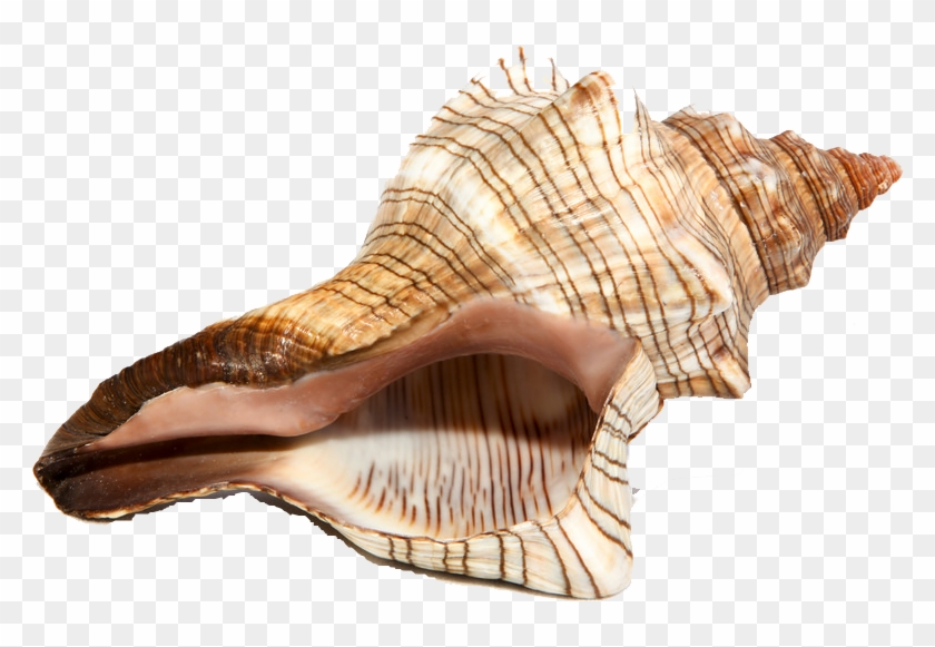Conch Shell White Background, HD Png Download - 1024x768(#6029268