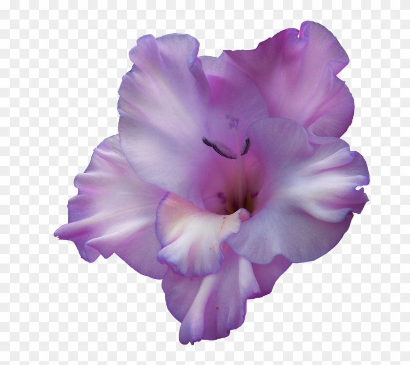 Purple Gladiolus Flower Png , Png Download - Gladiolus Transparent, Png