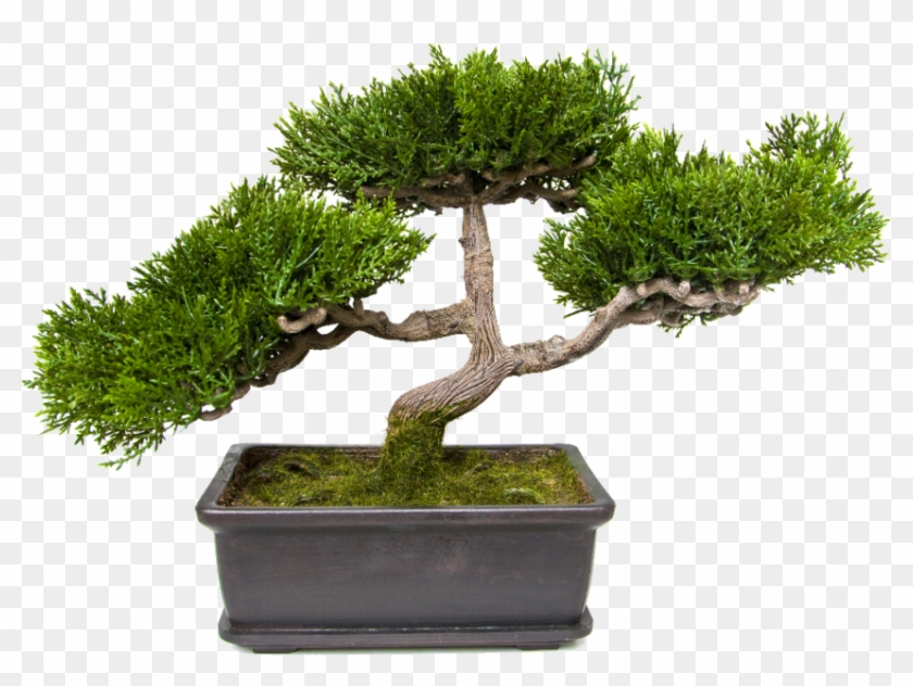 Bonsai, HD Png Download - 850x600(#6058722) - PngFind