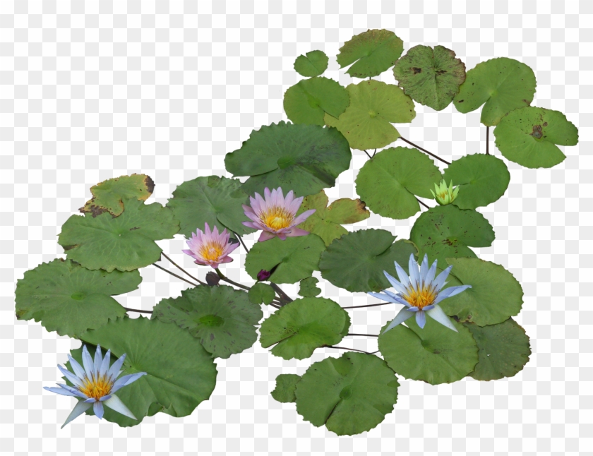 Water Plants Png - Water Lily Png Plan, Transparent Png - 1557x1125