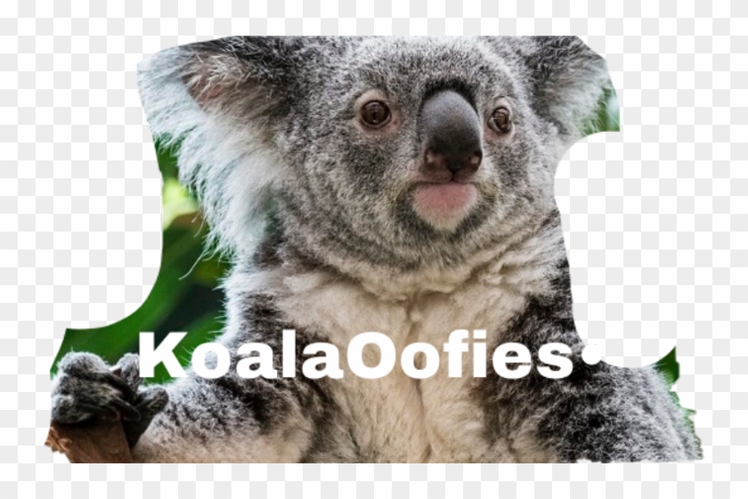 Koala Hd Png Download 742x480 Pngfind Koala Hd Png Download 742x480 Pngfind