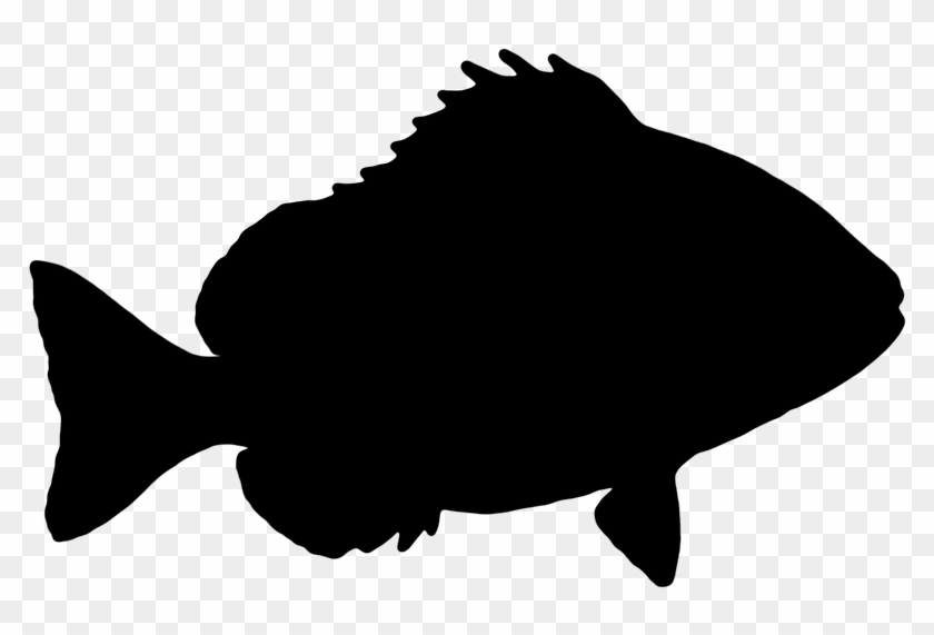 Fish, Sheepshead, The Silhouette, Graphics, Vector, - Fish Silhouette No  Background, HD Png Download - 960x621(#611660) - PngFind