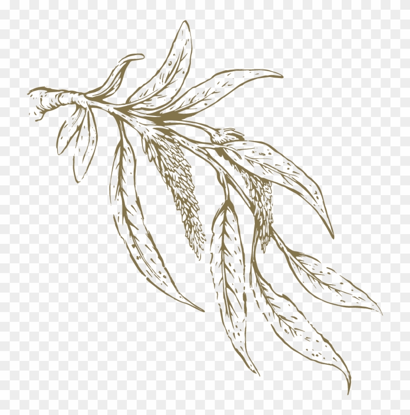 Tea Leaves Png, Transparent Png , Transparent Png Image - PNGitem