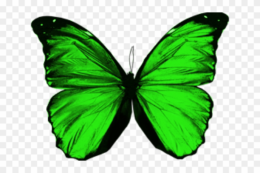 Rainbow Butterfly Clipart Green Butterfly - Green Butterfly No Background,  HD Png Download - 640x480(#6147399) - PngFind