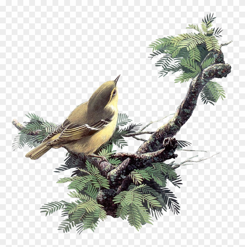 pics Aves Volando Png pajaros png paintings of birds