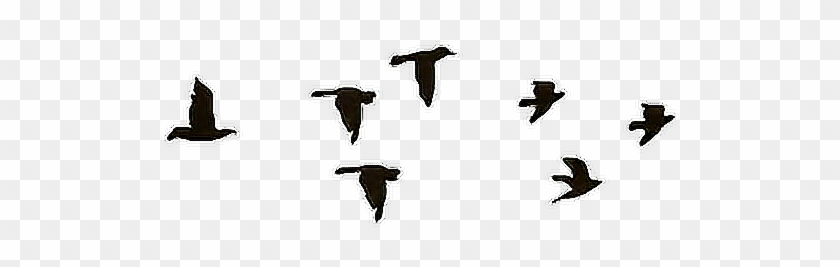pix Aves Pajaros Volando Png pajaros aves tatuaje hipster negro