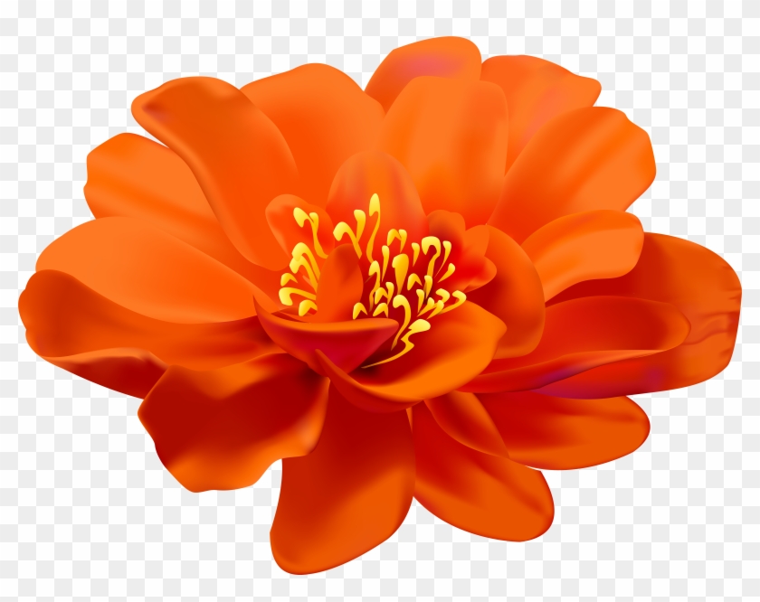 Free Png Download Flower Orange Transparent Png Images Transparent Flower Png Download 850x635 6769 Pngfind