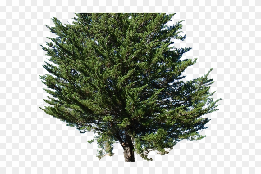 Tree Transparent Background Pine Tree Transparent Background Hd Png Download 640x480 Pngfind