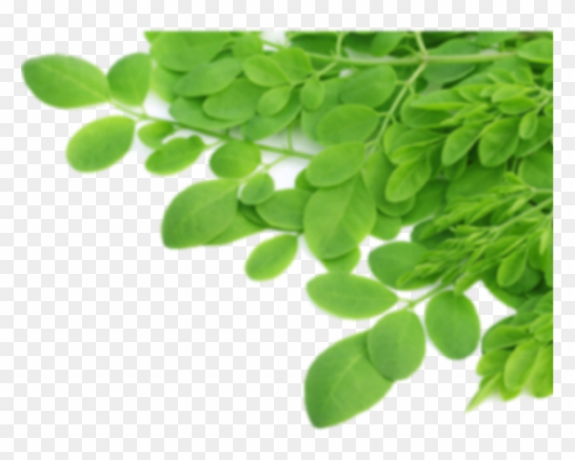 Malunggay Leaves Png - Moringa Vitamins, Transparent Png - 778x592