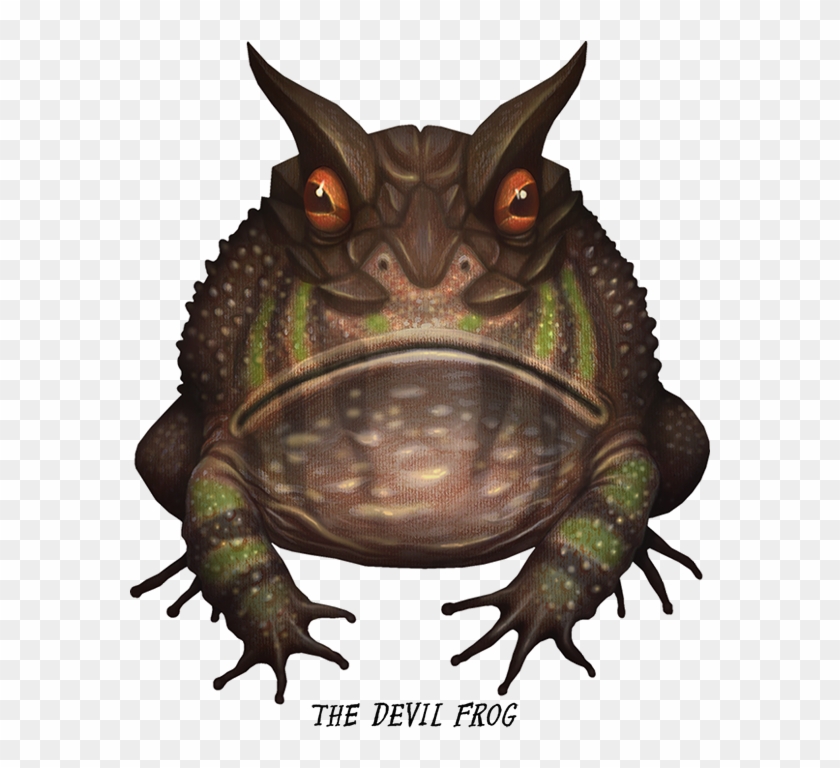 Crazy Monster Frogs On Behance By Vladimir Stankovic - Frog Monster, HD Png  Download - 600x703(#6223087) - PngFind