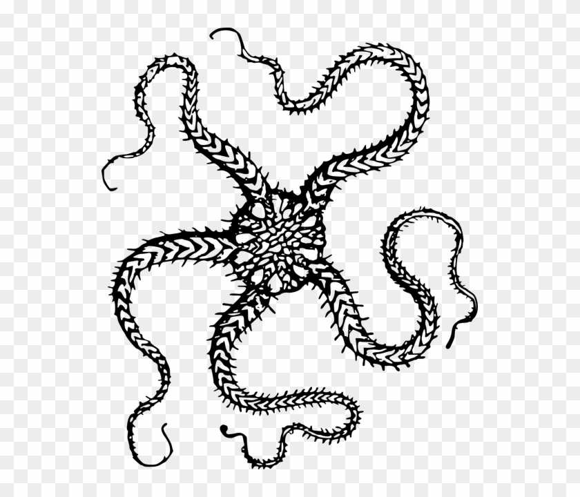 Brittle Star Clip Art, HD Png Download - 545x640(#6223465) - PngFind
