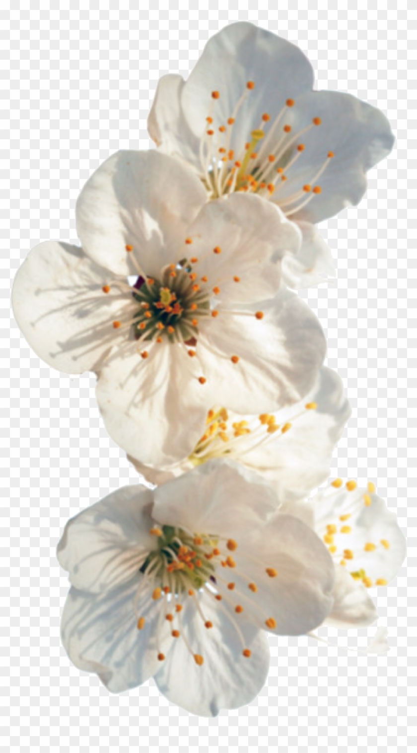 Everything Is Gonna Be Ok - White Flowers Tumblr Png, Transparent Png ...