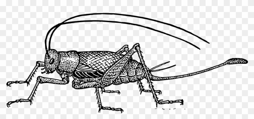Insect Antenna Clip Art - (600x304) Png Clipart Download