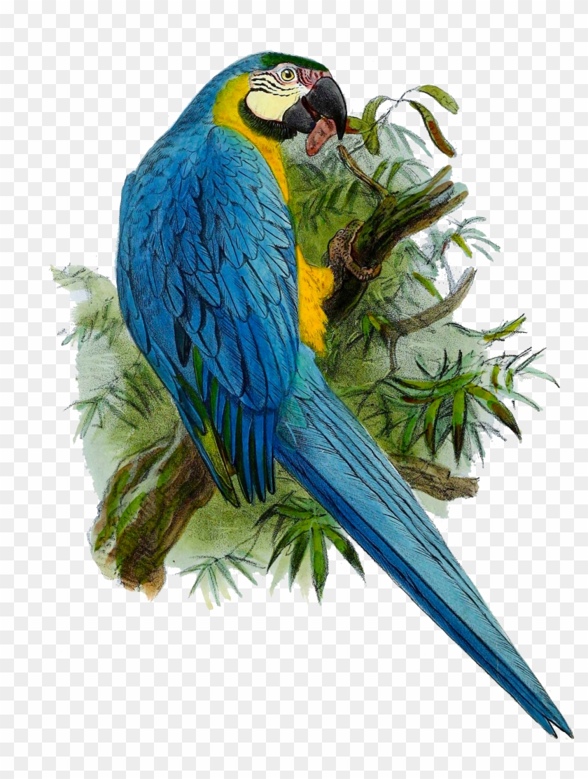 Ara - Parrot Painting, HD Png Download - 2050x2521(#6236182) PngFind