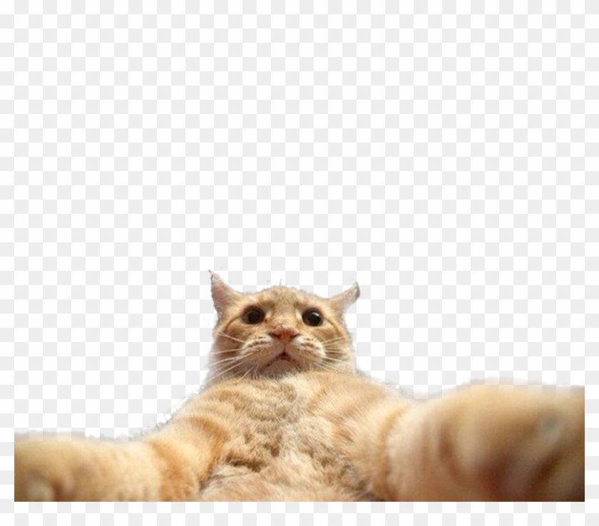 cat selfie png