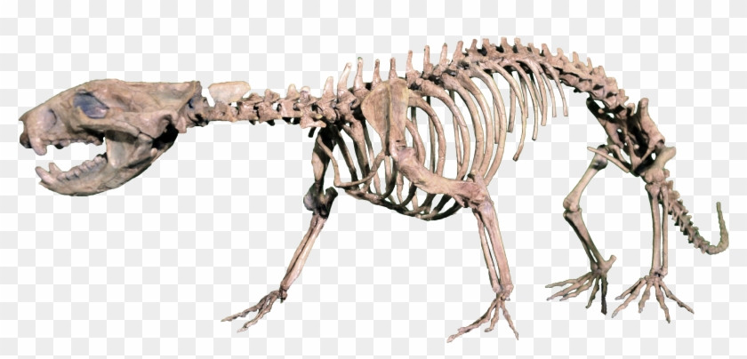 Mammals Of The Mesozoic - Demonio De Tasmania Esqueleto, HD Png Download -  3526x1528(#6244157) - PngFind