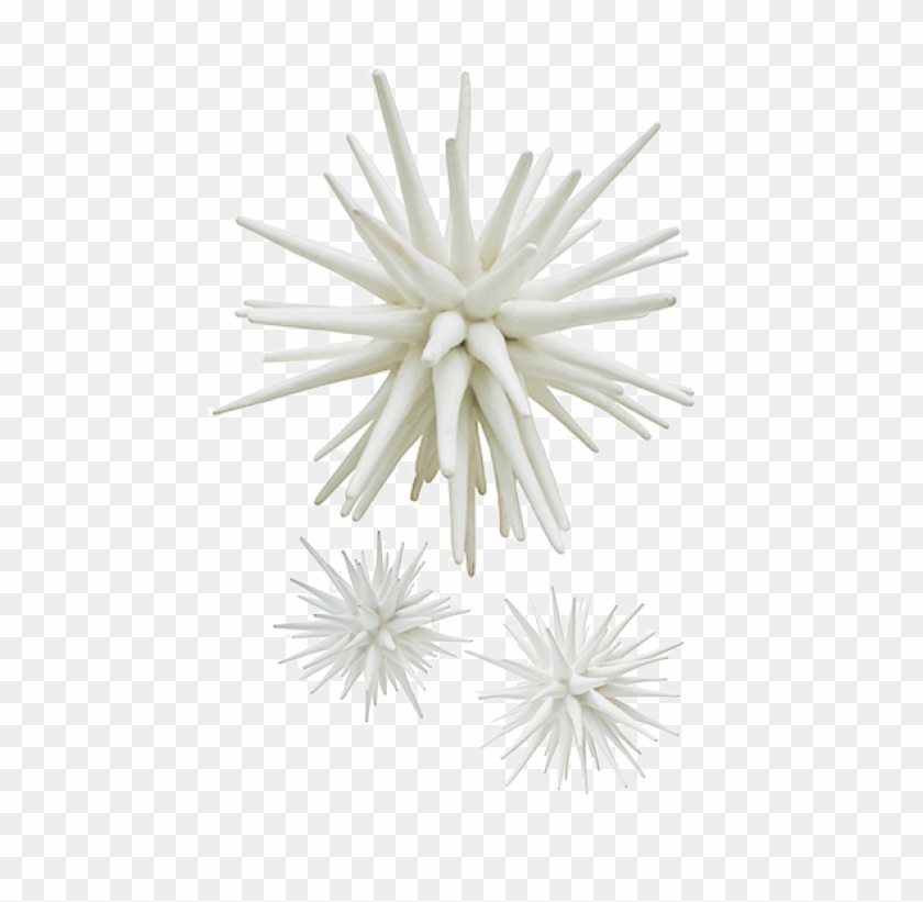 Sea Urchin Lg 1 000 Lg Small White Sea Urchin Hd Png Download 557x741 Pngfind