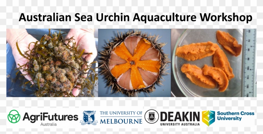 Sea Urchin Hd Png Download 27x9 Pngfind