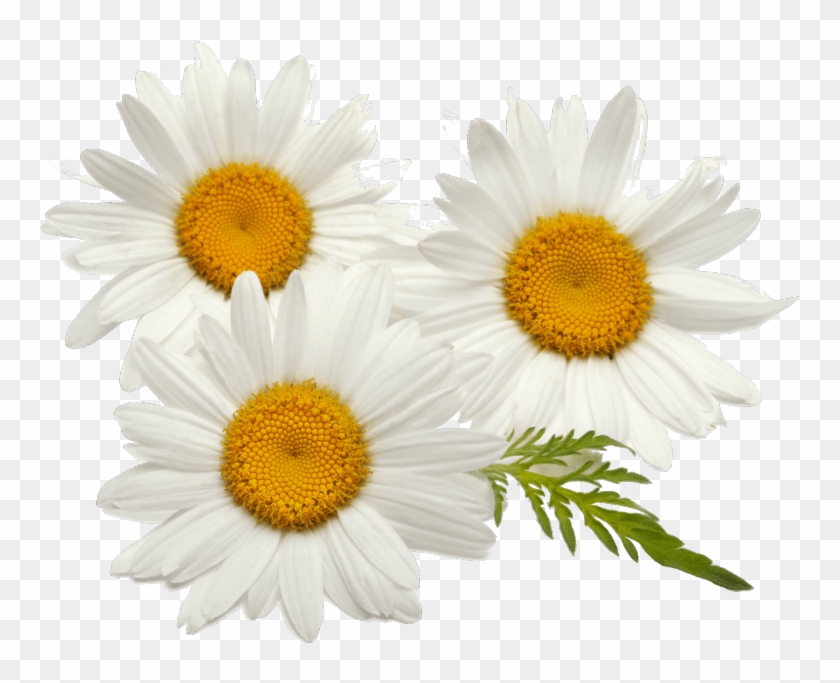 Tea Clipart Chamomile Tea Roman Chamomile Png Transparent Png 
