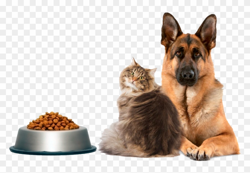 Ração De Cachorro Png - Cachorro Ração Png, Transparent Png - 781x502(#6273132) - PngFind