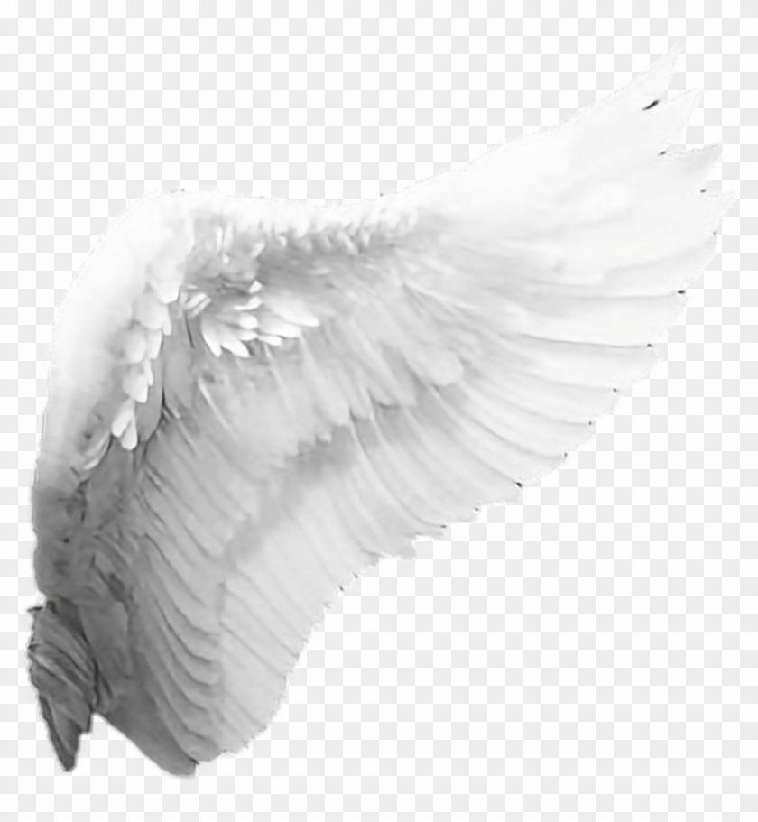 Angle S Wings Angel Wings Side Png Transparent Png 1024x1024