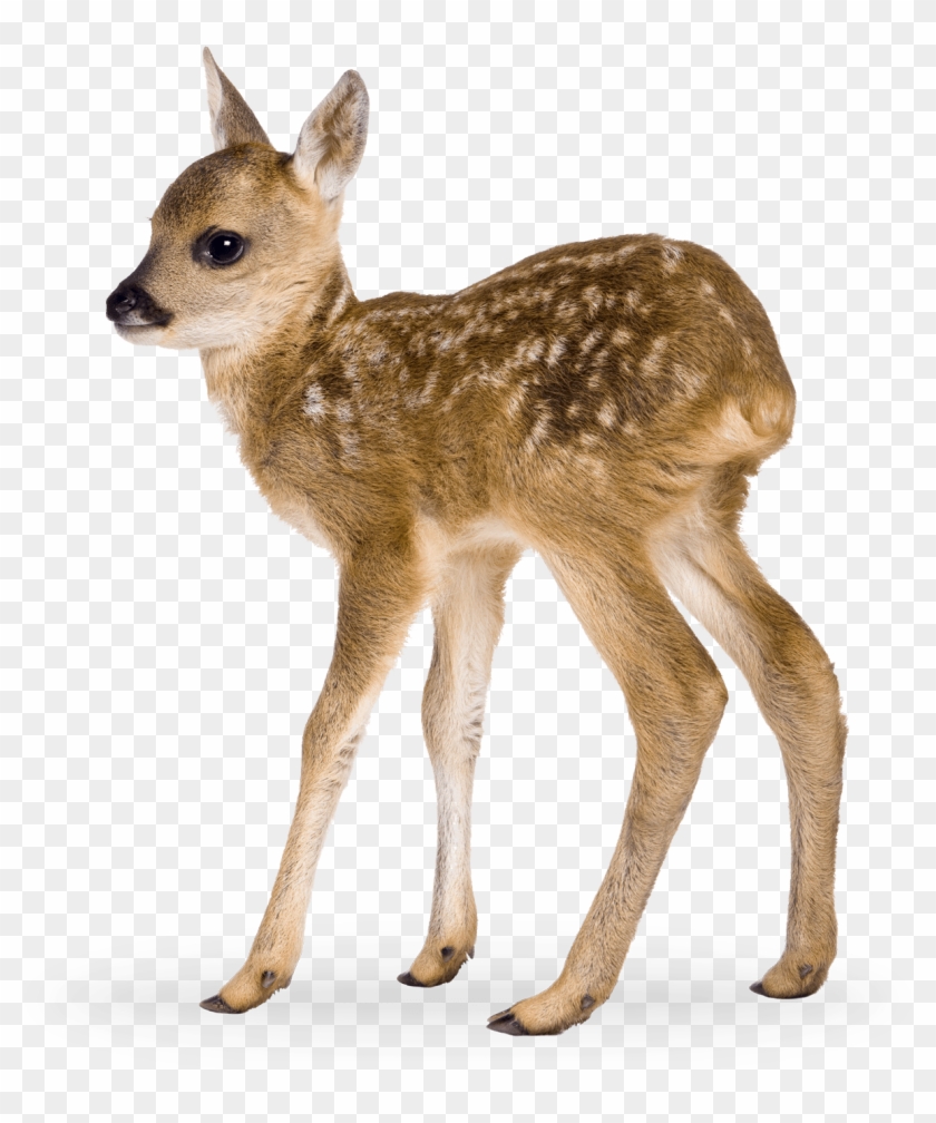 Interior Spreads Transparent Baby Animals Hd Png Download 1362x1500 Pngfind Interior Spreads Transparent Baby Animals Hd Png Download 1362x1500 Pngfind