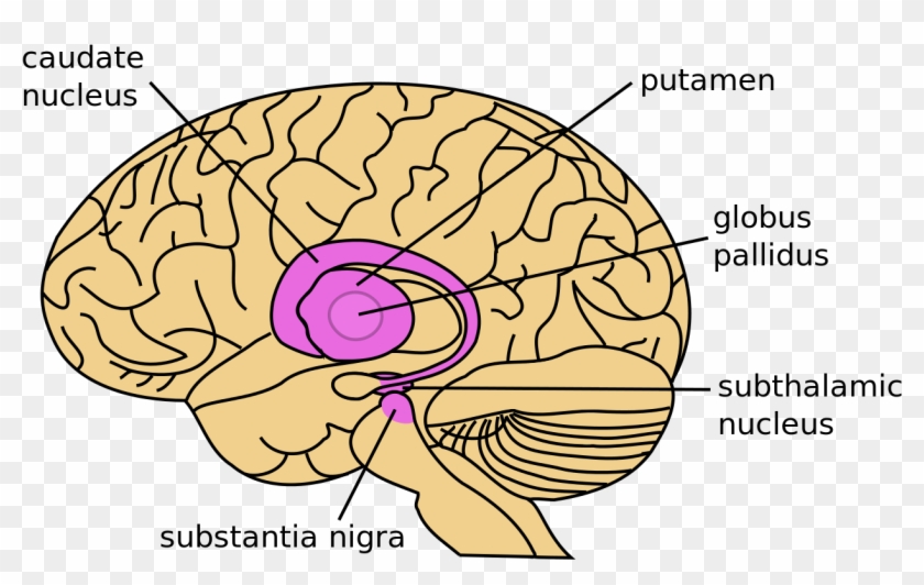 Png Transparent Stock Drawing Brain Neuroscience Collect Information