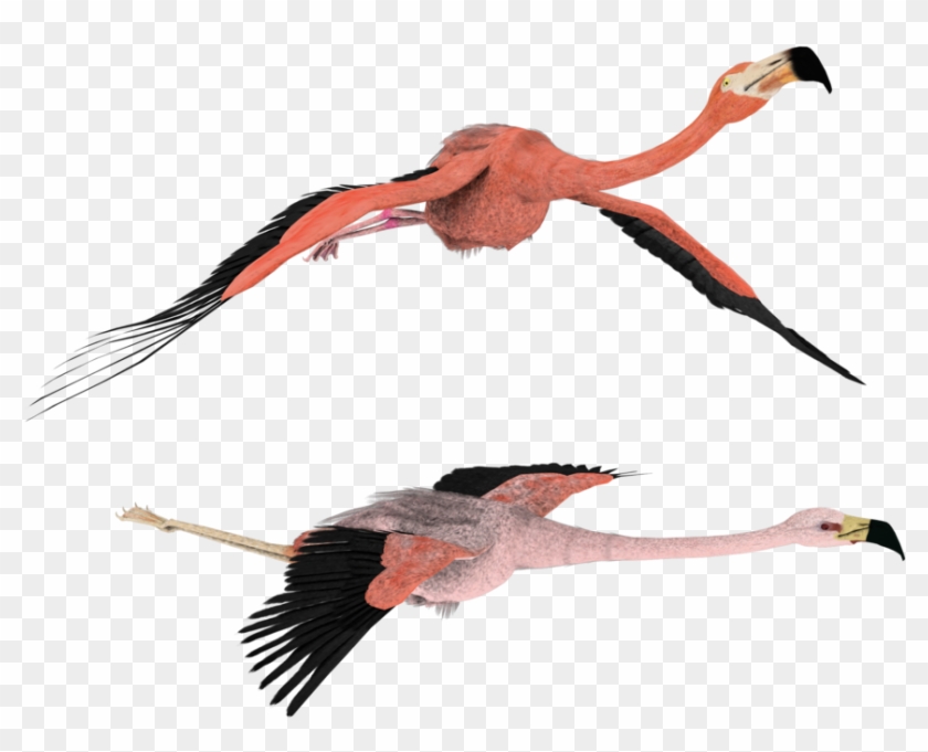 3d Flamingo Clipart Transparent Flying Flamingos Hd Png Download 861x658 6278549 Pngfind - flamingo roblox wallpaper related keywords suggestions