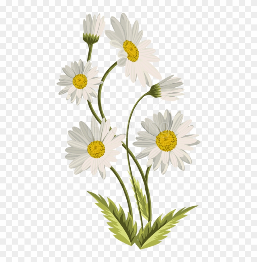 Daisies Transparent Png - Transparent Background Daisies Transparent