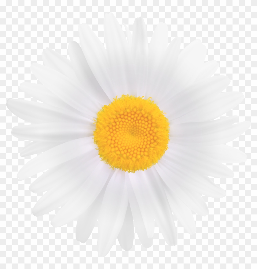 White Daisy Flower Png Clipart Image Sunflower Guest Book