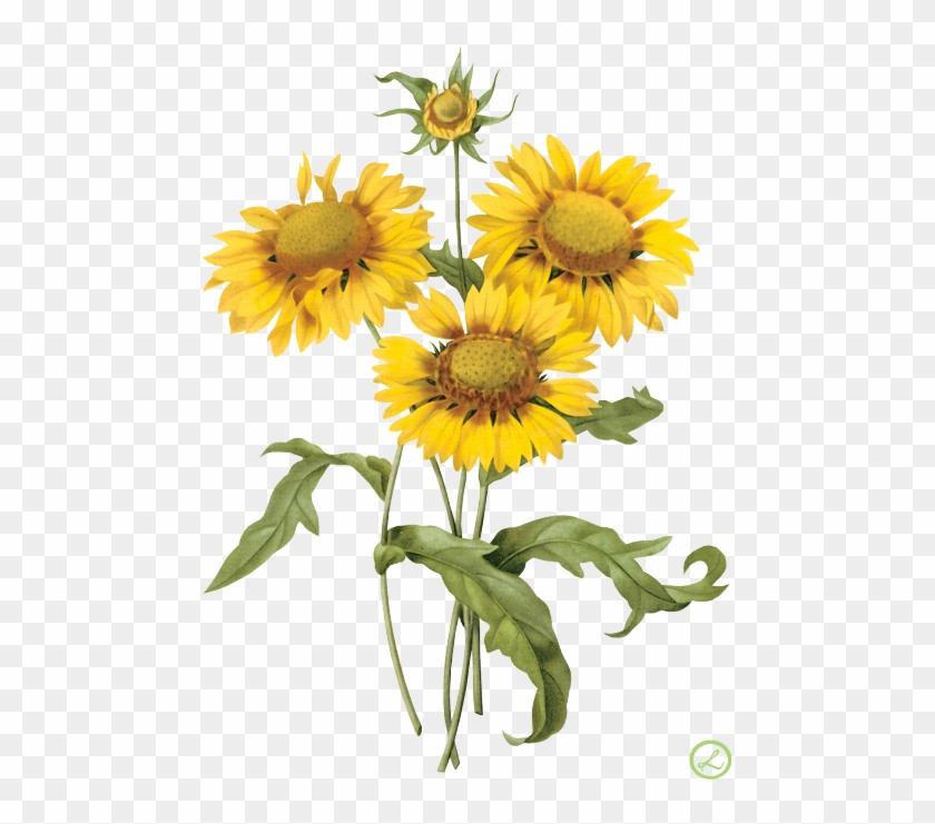 Yellow Flowers Vintage Png, Transparent Png - 500x682(#6296111) - PngFind