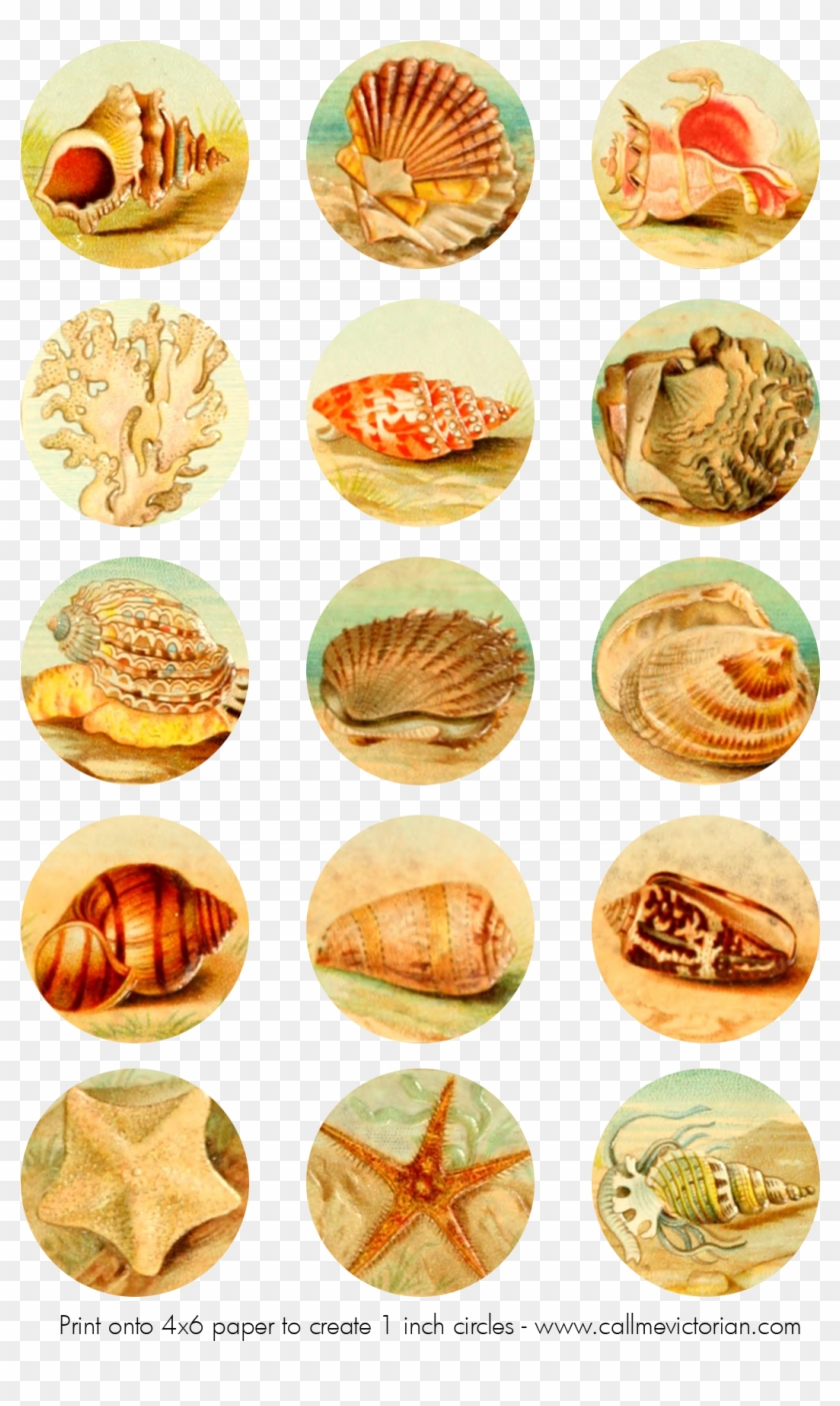 Seas Collage Sheet Free of charge Printable Bottle Cap Artwork,, High definition photo regarding Bottle Cap Images Free Printable identified as Seas Collage Sheet Cost-free Printable Bottle Cap Artwork,, High definition