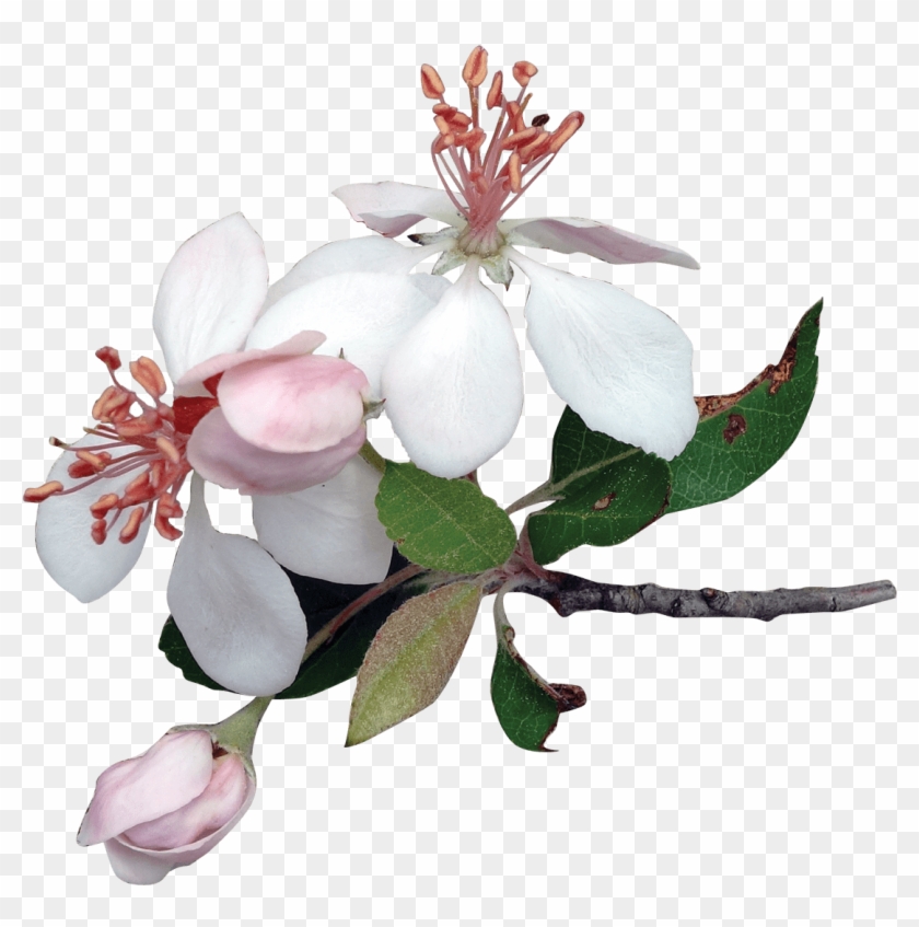 Apple Tree Flowers Apple Tree Flower Png Transparent Png 10x1117 Pngfind