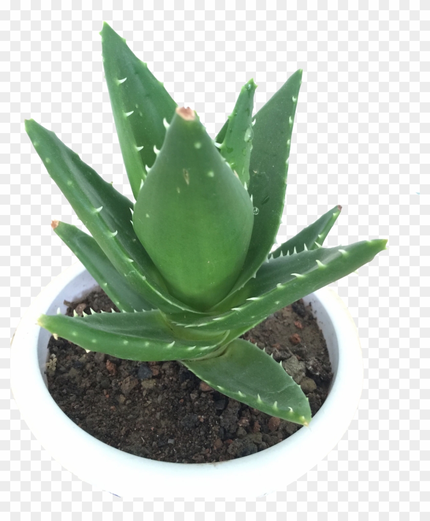 Aloe Vera Houseplant Viridiplantae Green Planted Agave Hd Png Download 2448x3264 Pngfind