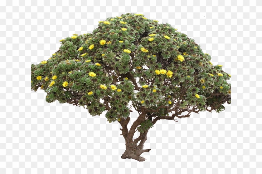 Drawn Bush Bushy Tree - High Resolution Trees Png, Transparent Png ...