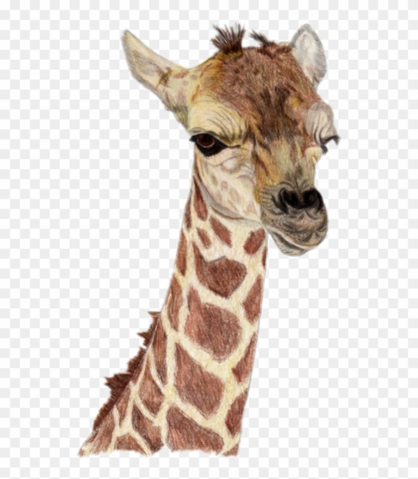 Free Free 294 Mom And Baby Giraffe Svg SVG PNG EPS DXF File