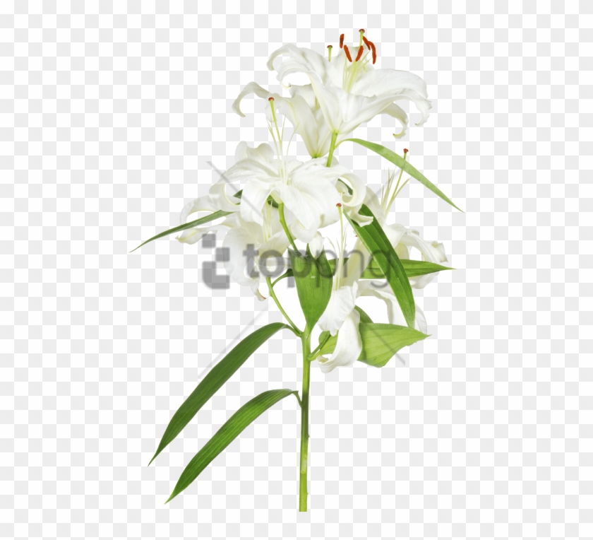 Download Free Png Easter Cross With Lilies Transparent Png Image Easter Lilies With Transparent Background Png Download 480x684 6336022 Pngfind