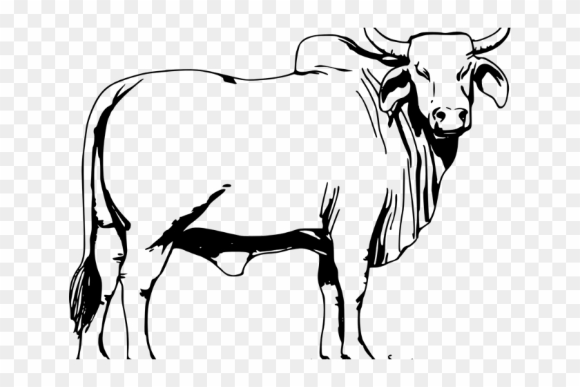 8400 Angus Cow Coloring Pages Pictures