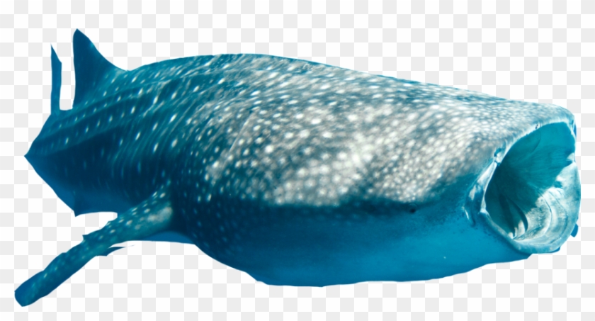 Free Free 179 Whale Shark Svg Free SVG PNG EPS DXF File