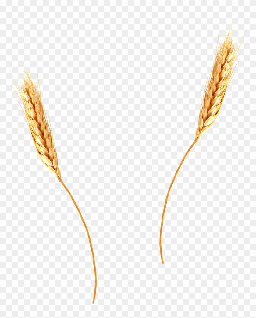 Krikart Imgenes Libres De Derecho Autor Trigo Trigo Png Transparent Png 1403x1600 6350477 Pngfind