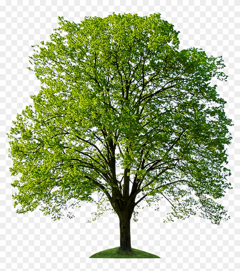 tree photoshop download
