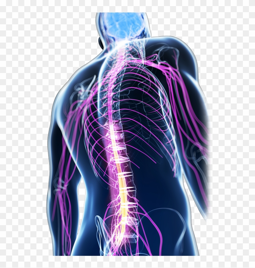 Restoring The Ability To Walk By Stimulating The Spinal - Мозг Красивые