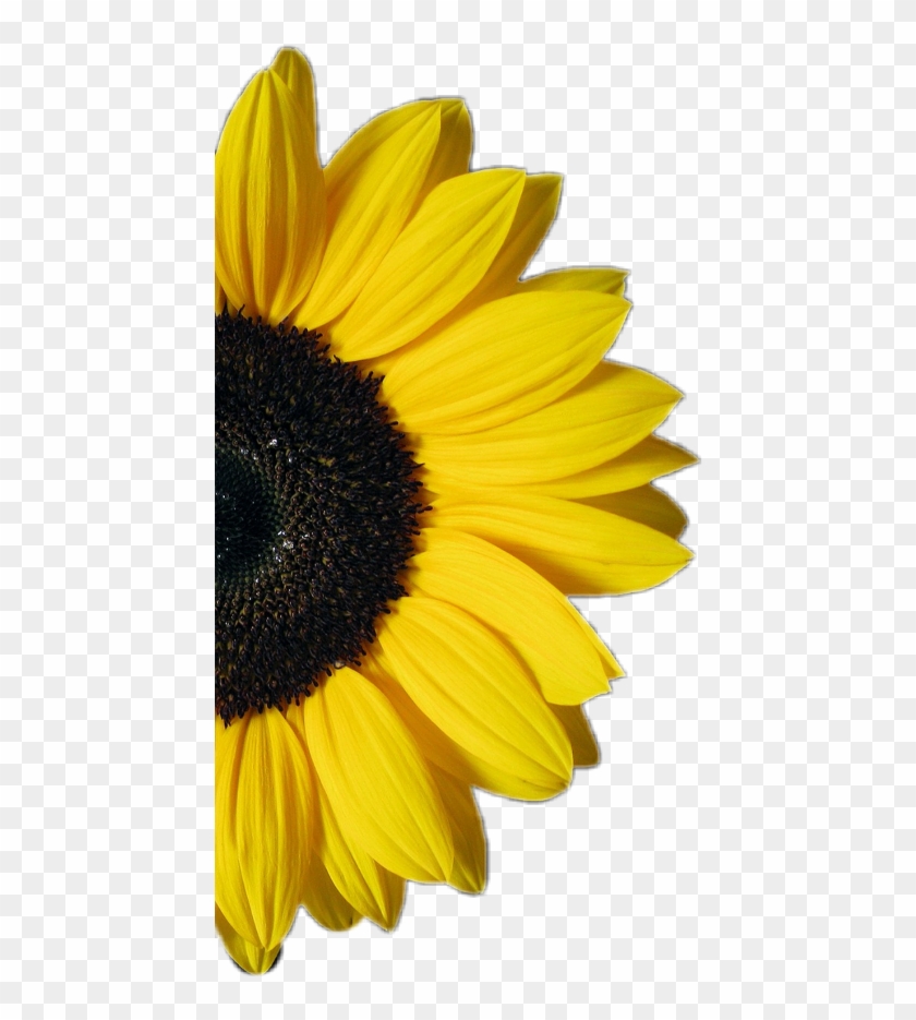 Download #sunflower #half #flower #yellow - Sunflower On White ...