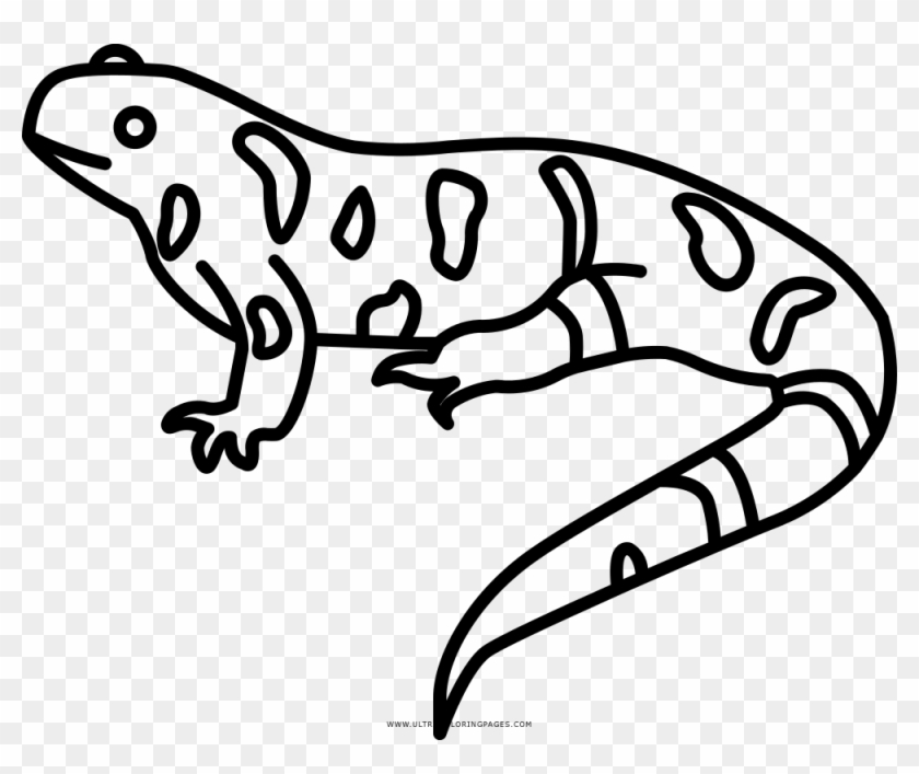 Salamander Coloring Page - Imagenes De Salamandra Para Dibujar, HD Png Download - 1000x795(#6380693) - PngFind salamander-coloring-page-imagenes-de-salamandra-para-dibujar-hd-png-download-1000x795-6380693-pngfind