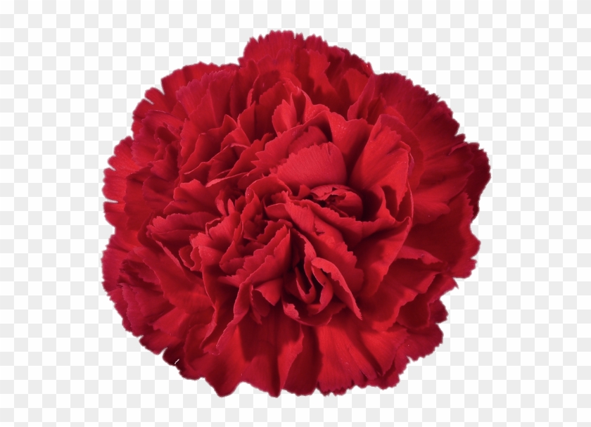 Flowers Red Transparent Carnation Png Carnation Png Download 616x562 Pngfind