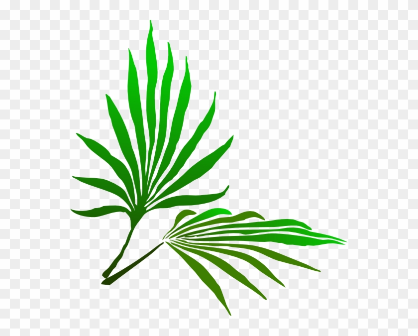 Palm Leaf Clipart Palm Sunday Clip Art Free Hd Png Download 558x595 Pngfind