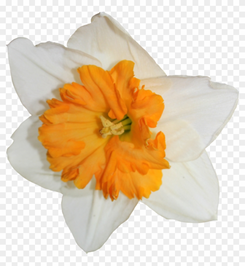 Daffodil Transparent Image - Narcissus, HD Png Download - 877x912 ...