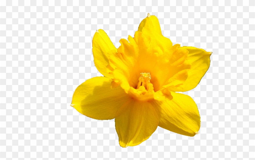 daffodil flower png pic daffodil png transparent png 1024x682 645870 pngfind daffodil flower png pic daffodil png